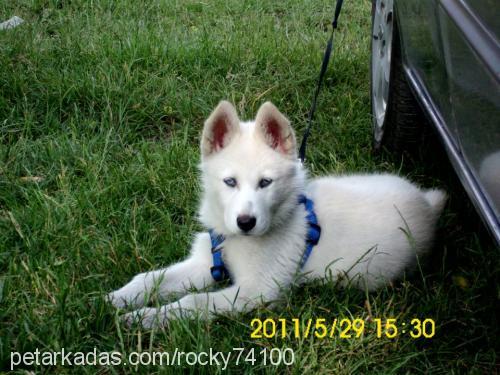 rocky Erkek Sibirya Kurdu (Husky)