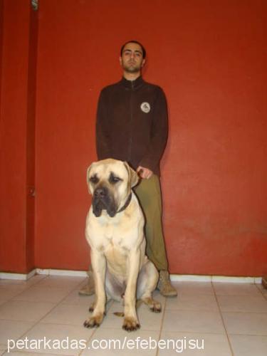 kral Erkek Mastiff