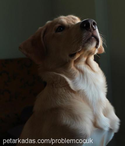 bulut Erkek Golden Retriever