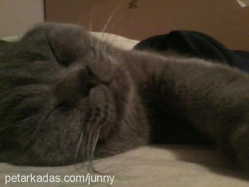 junior Erkek British Shorthair