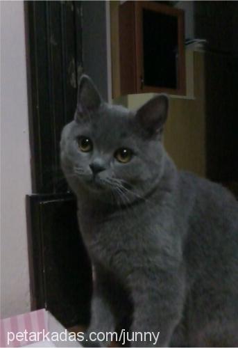 junior Erkek British Shorthair