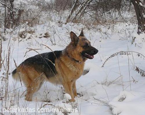 uschi Dişi Alman Çoban Köpeği