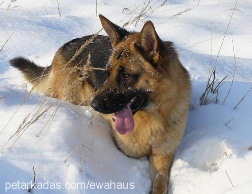 uschi Dişi Alman Çoban Köpeği