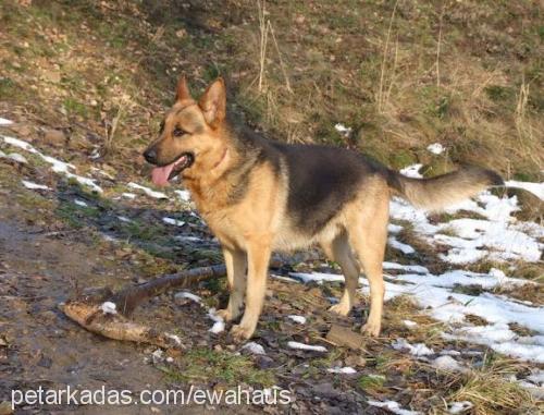 zack Erkek Alman Çoban Köpeği