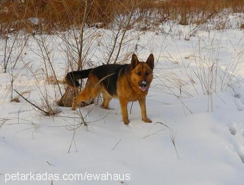 zack Erkek Alman Çoban Köpeği