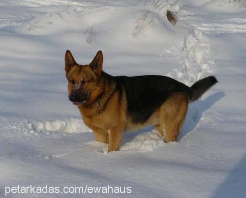 zack Erkek Alman Çoban Köpeği