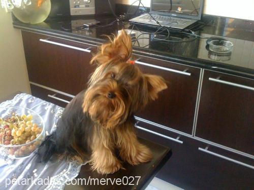 flafİ Erkek Yorkshire Terrier