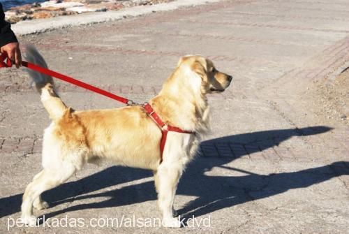 tekila Erkek Golden Retriever