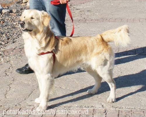 tekila Erkek Golden Retriever