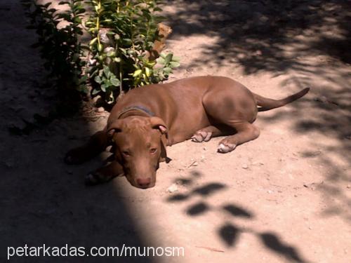 arthur Erkek Amerikan Staffordshire Terrier