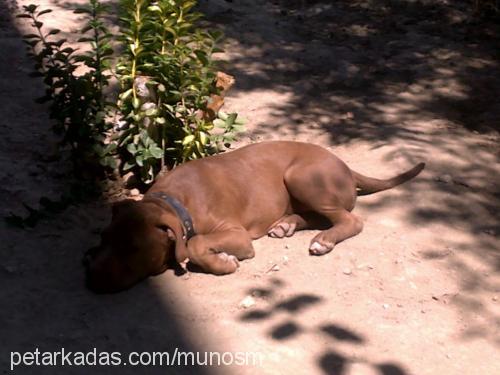 arthur Erkek Amerikan Staffordshire Terrier