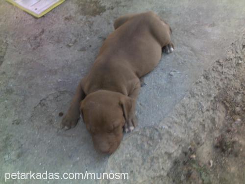 arthur Erkek Amerikan Staffordshire Terrier