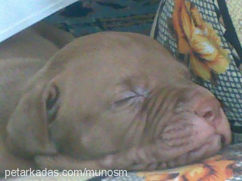 arthur Erkek Amerikan Staffordshire Terrier