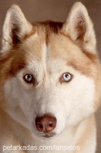 maya Dişi Sibirya Kurdu (Husky)