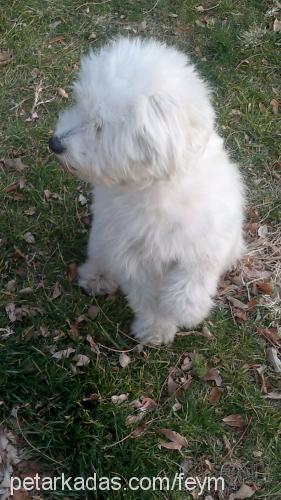 an Dişi Bichon Havanese