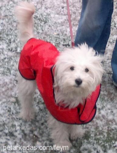 an Dişi Bichon Havanese