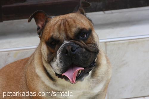 buddie Erkek İngiliz Bulldog