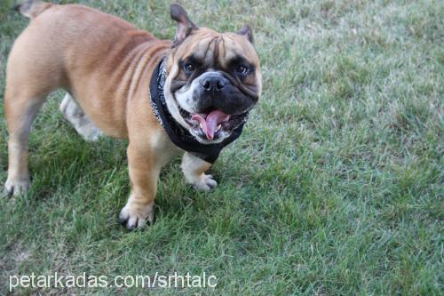 buddie Erkek İngiliz Bulldog