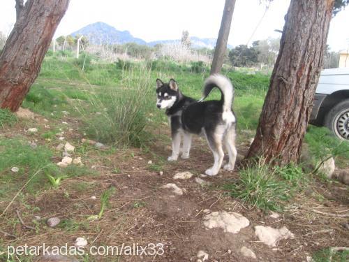 Şİla Dişi Sibirya Kurdu (Husky)