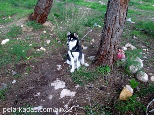 Şİla Dişi Sibirya Kurdu (Husky)