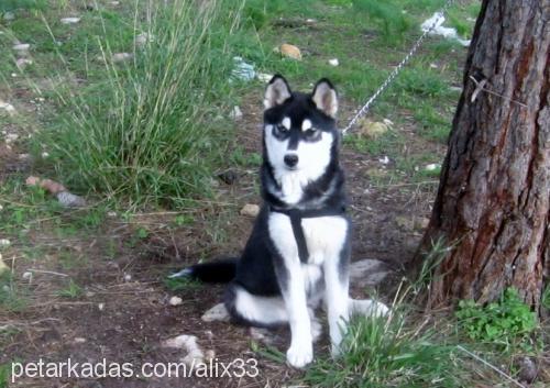 Şİla Dişi Sibirya Kurdu (Husky)