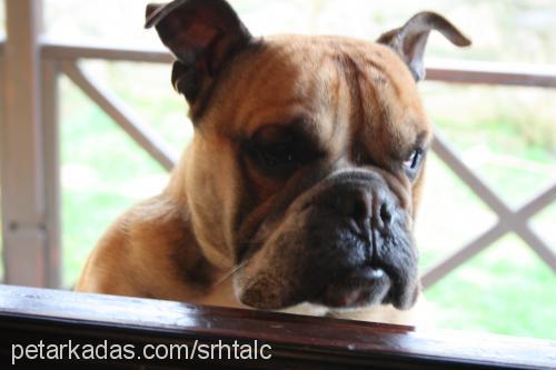 buddie Erkek İngiliz Bulldog