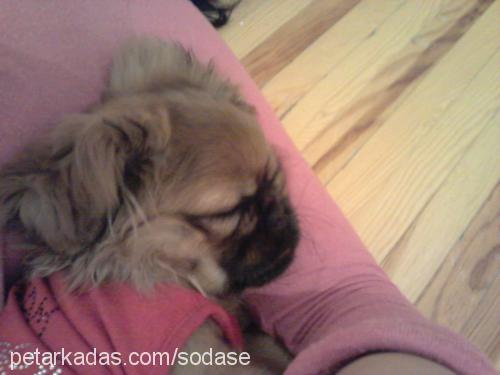 yoda Erkek Pekingese