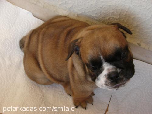 buddie Erkek İngiliz Bulldog