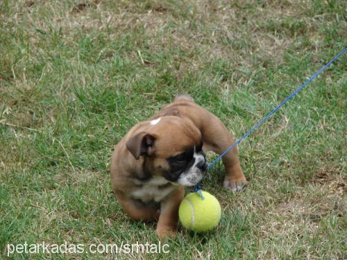 buddie Erkek İngiliz Bulldog