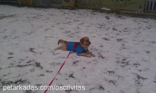 daisy Dişi Golden Retriever