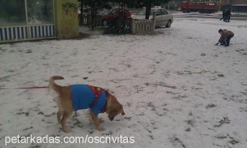 daisy Dişi Golden Retriever