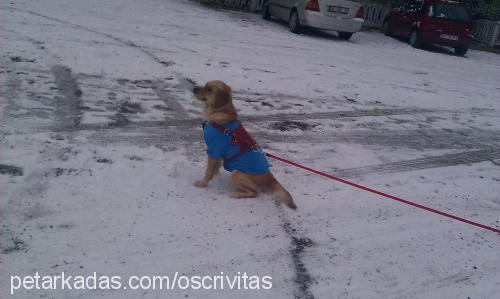 daisy Dişi Golden Retriever