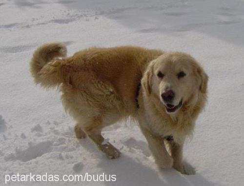 zeytin Dişi İngiliz Cocker Spaniel