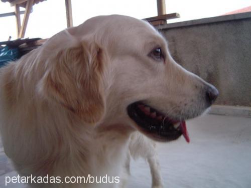 zeytin Dişi İngiliz Cocker Spaniel