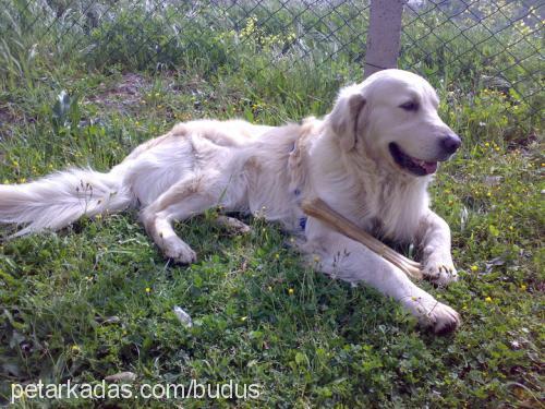 zeytin Dişi İngiliz Cocker Spaniel