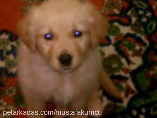 tyler Dişi Golden Retriever