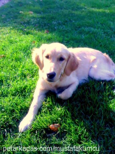 tyler Dişi Golden Retriever