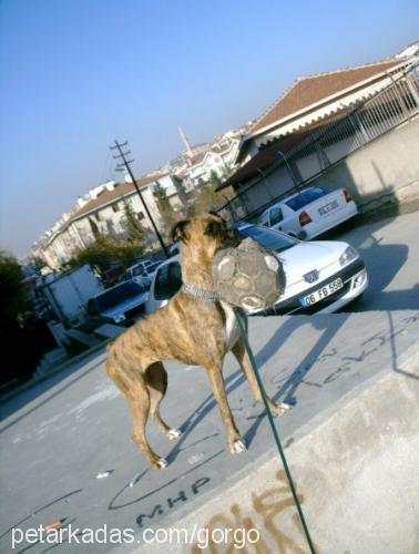 gorgo Dişi Boxer