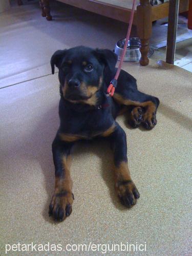 hera Dişi Rottweiler