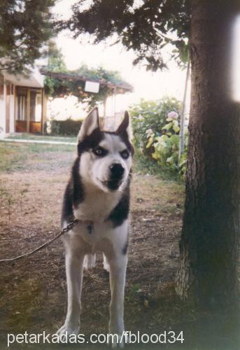 Şeytan Erkek Sibirya Kurdu (Husky)