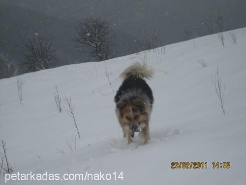 bıki Erkek Border Collie