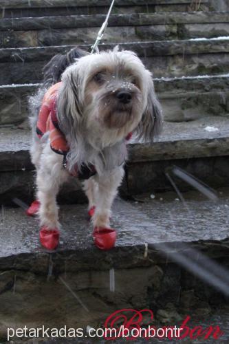 bonbon Dişi Yorkshire Terrier