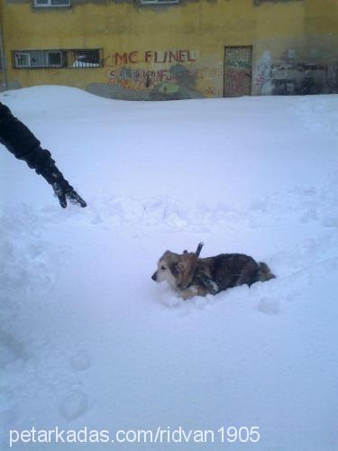 linda Dişi Sibirya Kurdu (Husky)