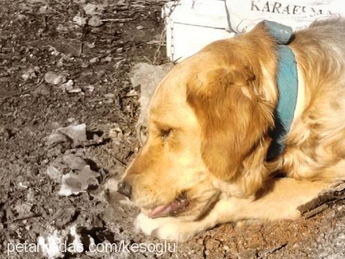 lucky Erkek Golden Retriever