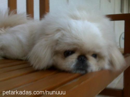 beetle Erkek Pekingese