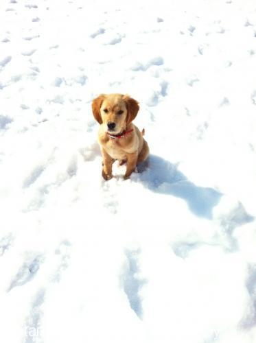 Çiko Erkek Golden Retriever