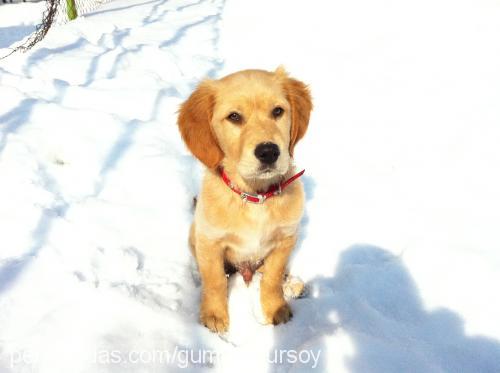 Çiko Erkek Golden Retriever