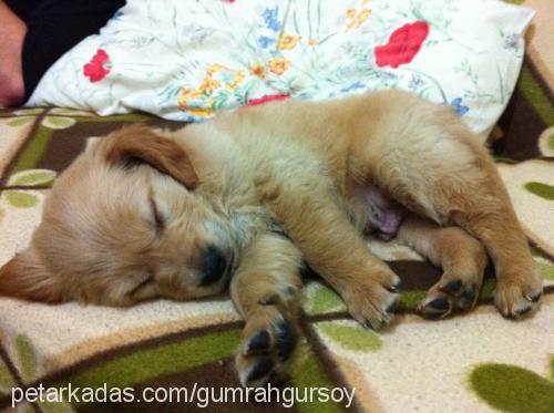 Çiko Erkek Golden Retriever