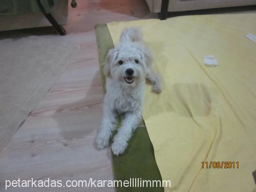 karamel Erkek West Highland White Terrier