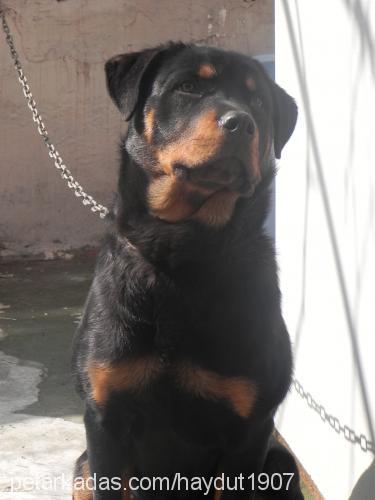 haydut Erkek Rottweiler